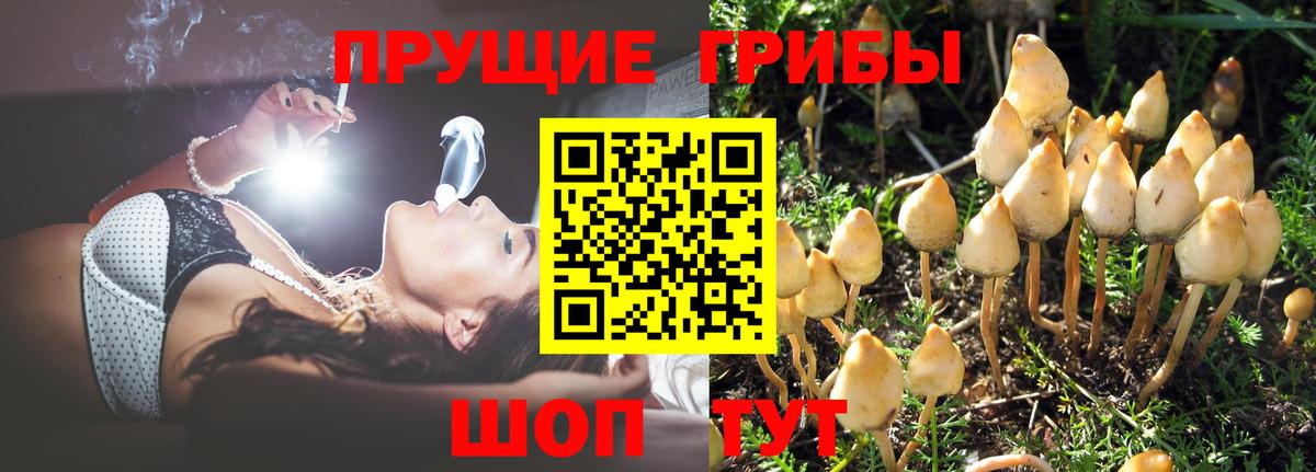 Галлюциногенные грибы Psilocybe Шахты